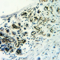 CD50 (Phospho-S518) Antibody
