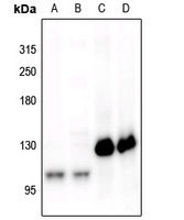 CD115 (Phospho-Y561) Antibody
