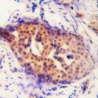 Anti-Cyclin D1 (Phospho-S90) Antibody