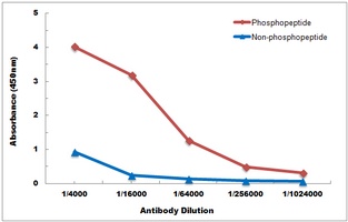 Anti-SMAD2 (Phospho-T220) Antibody