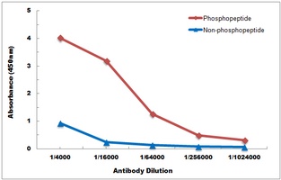 SMAD2 (pT220) antibody