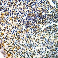 CD127 (pY449) antibody
