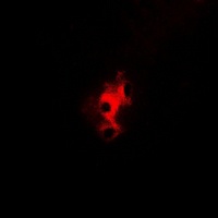 Aconitase 1 (pS138) antibody