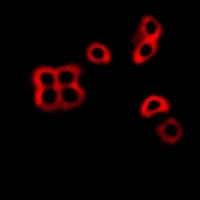 ATP1A1 (pS23) antibody