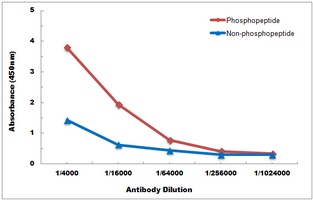 Anti-JAK2 (Phospho-Y221) Antibody
