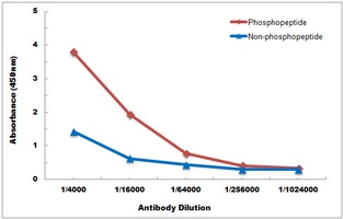 JAK2 (pY221) antibody