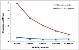 Anti-ERK1/2 (Phospho-Y204) Antibody