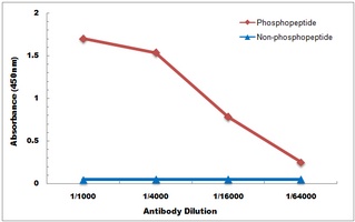 USP28 (pS714) antibody