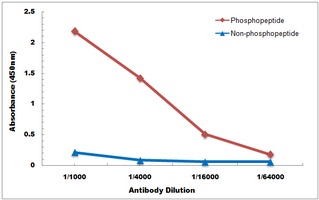 ETS1 (Phospho-S282) Antibody