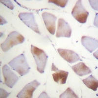 Alpha-crystallin B Rabbit Polyclonal Antibody