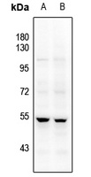 JNK1/2/3 Antibody