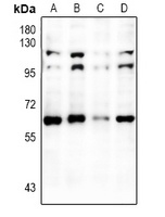 RXR alpha Rabbit Polyclonal Antibody