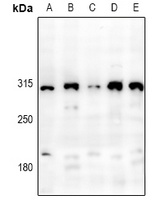 PDZD2 Antibody