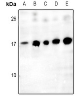 Histone H2A.Z Rabbit Polyclonal Antibody