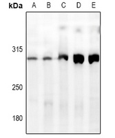 ATRX Rabbit Polyclonal Antibody