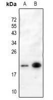 p19 INK4d Antibody