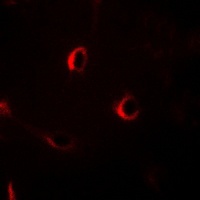 ECRG4 Antibody