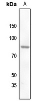 ZNF225 Rabbit Polyclonal Antibody