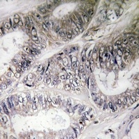 Anti-COX19 Antibody
