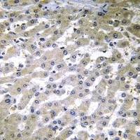 Anti-COX6C Antibody