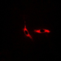 Anti-COX6C Antibody
