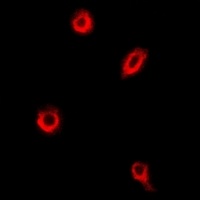 CDC50C Rabbit Polyclonal Antibody