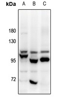 OB Cadherin Rabbit Polyclonal Antibody