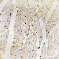 Galectin 2 Rabbit Polyclonal Antibody