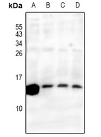 RPS27L Antibody