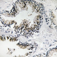 Anti-RPL31 Antibody