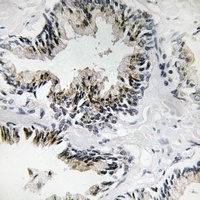 RPL31 antibody