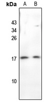 BAGE3 Antibody