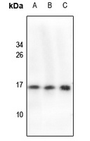 Cystatin 11 Antibody
