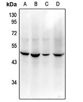 CD208 Antibody