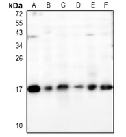 MAL Rabbit Polyclonal Antibody
