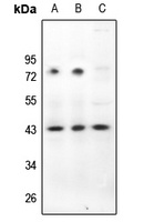 CD322 Antibody