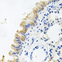 CD322 antibody