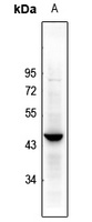 Caspase 4 Rabbit Polyclonal Antibody