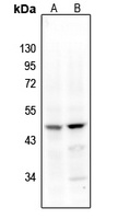 Factor VII Rabbit Polyclonal Antibody