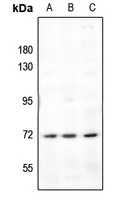 Frizzled 1 Rabbit Polyclonal Antibody