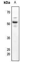 CD63 Antibody