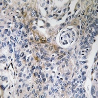Anti-CD63 Antibody
