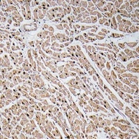 CXCL3 antibody