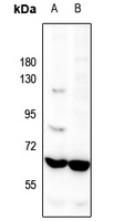 Occludin Rabbit Polyclonal Antibody