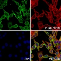 Anti-Occludin Antibody