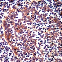 RAMP3 antibody