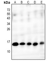 Cytochrome c Rabbit Polyclonal Antibody