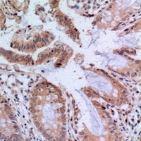 Anti-Cytochrome c Antibody