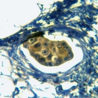 Anti-CD132 Antibody