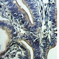 Anti-CD66a/b/c Antibody